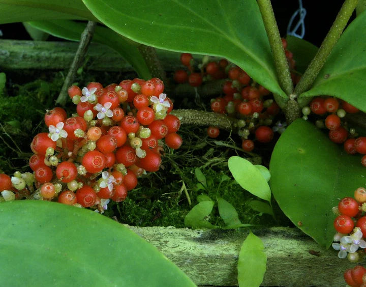 Medinilla (Medinilla succulenta)