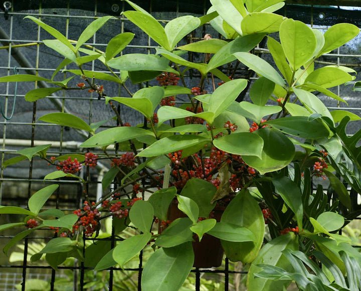 Medinilla (Medinilla succulenta) - Ladybird Nursery