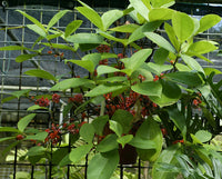 Medinilla (Medinilla succulenta)