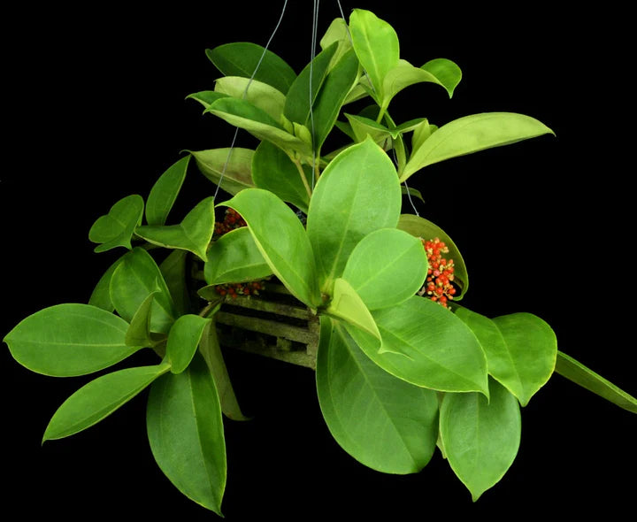 Medinilla (Medinilla succulenta)