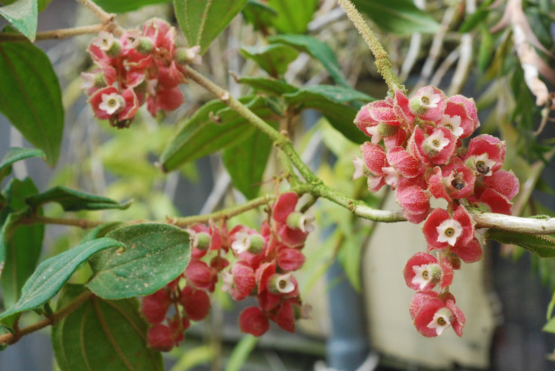 Medinilla (Medinilla vexillifer)
