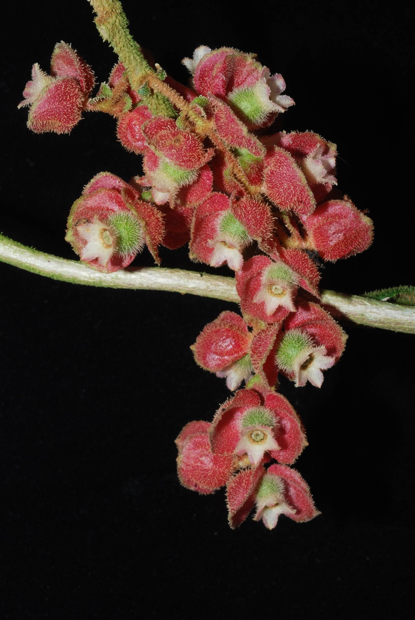Medinilla (Medinilla vexillifer) - Ladybird Nursery