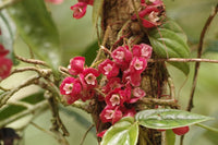 Medinilla (Medinilla vexillifer) - Ladybird Nursery