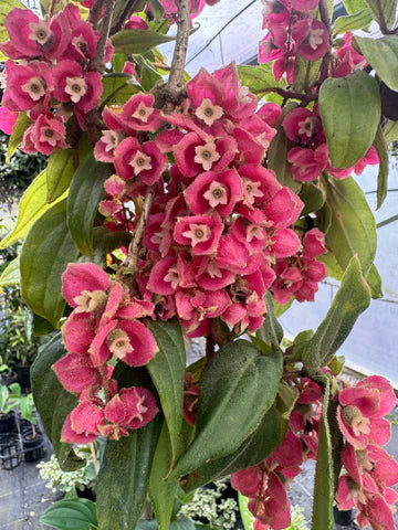 Medinilla (Medinilla vexillifer)
