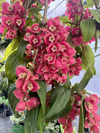 Medinilla (Medinilla vexillifer)