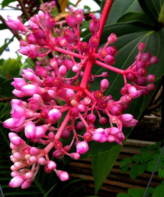 Medinilla Myriantha