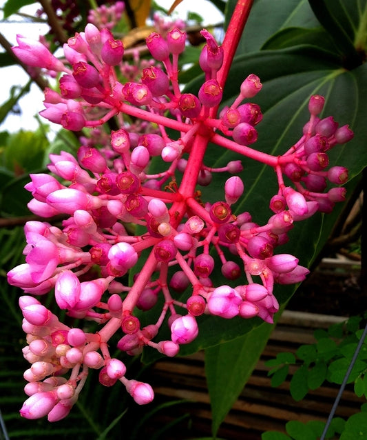 Medinilla Myriantha