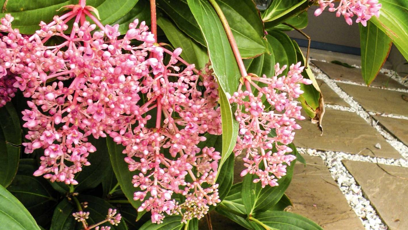 Medinilla Myriantha