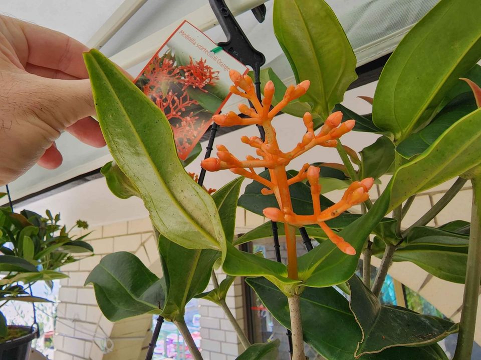 Medinilla Orange Coral - Ladybird Nursery