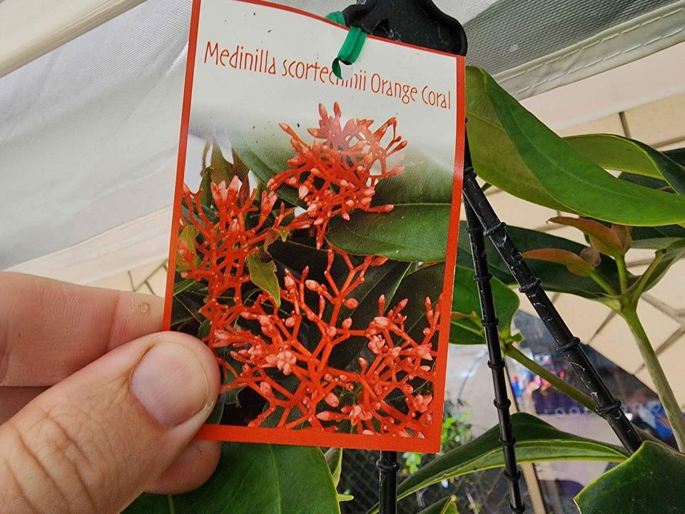 Medinilla Orange Coral - Ladybird Nursery
