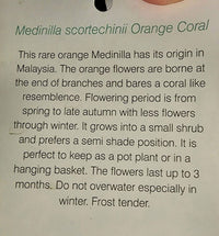 Medinilla Orange Coral