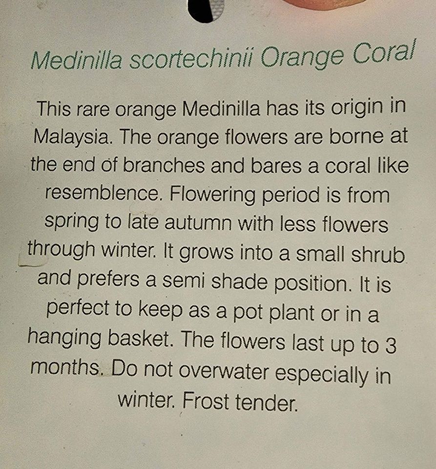 Medinilla Orange Coral - Ladybird Nursery