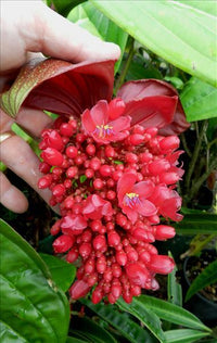 Medinilla Red (Medinilla miniate) - Ladybird Nursery