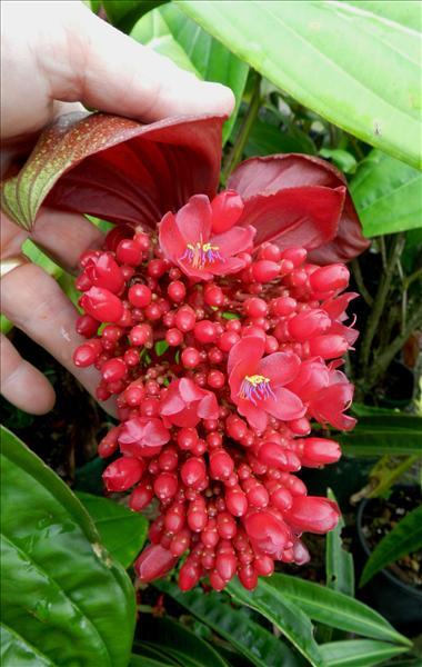 Medinilla Red (Medinilla miniate) - Ladybird Nursery