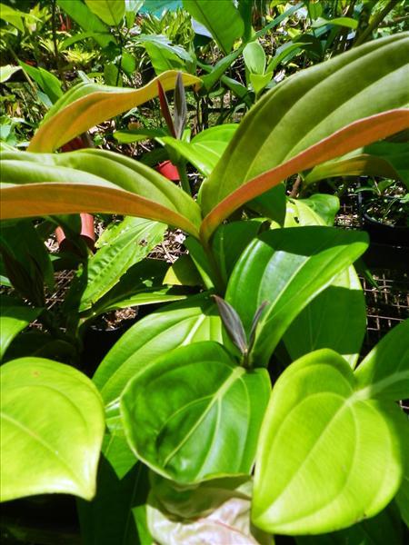 Medinilla Red (Medinilla miniate)