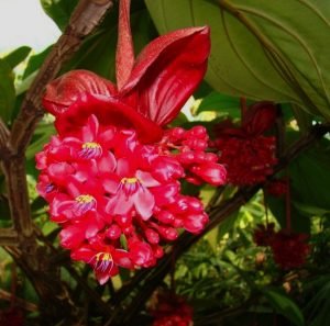 Medinilla Red (Medinilla miniate) - Ladybird Nursery
