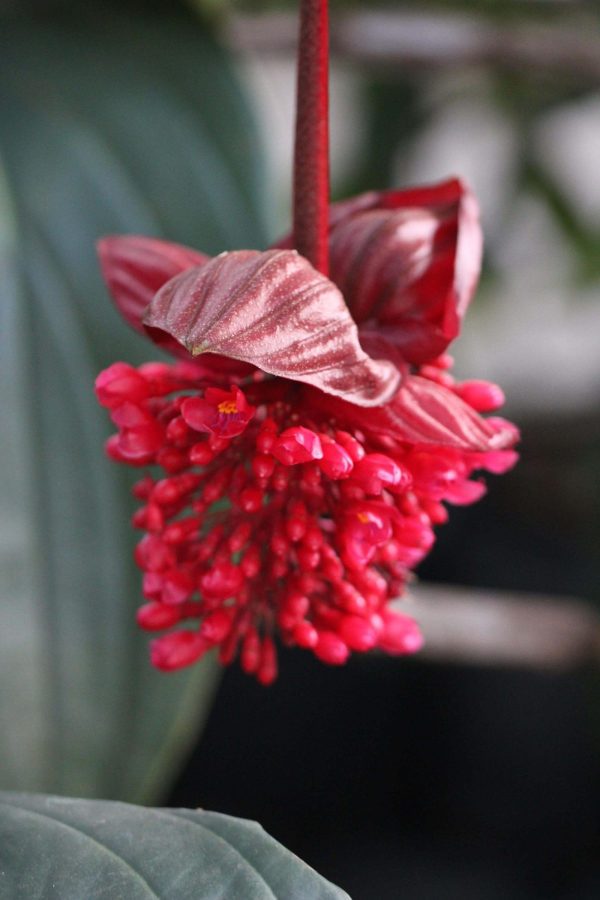 Medinilla Red (Medinilla miniate) - Ladybird Nursery