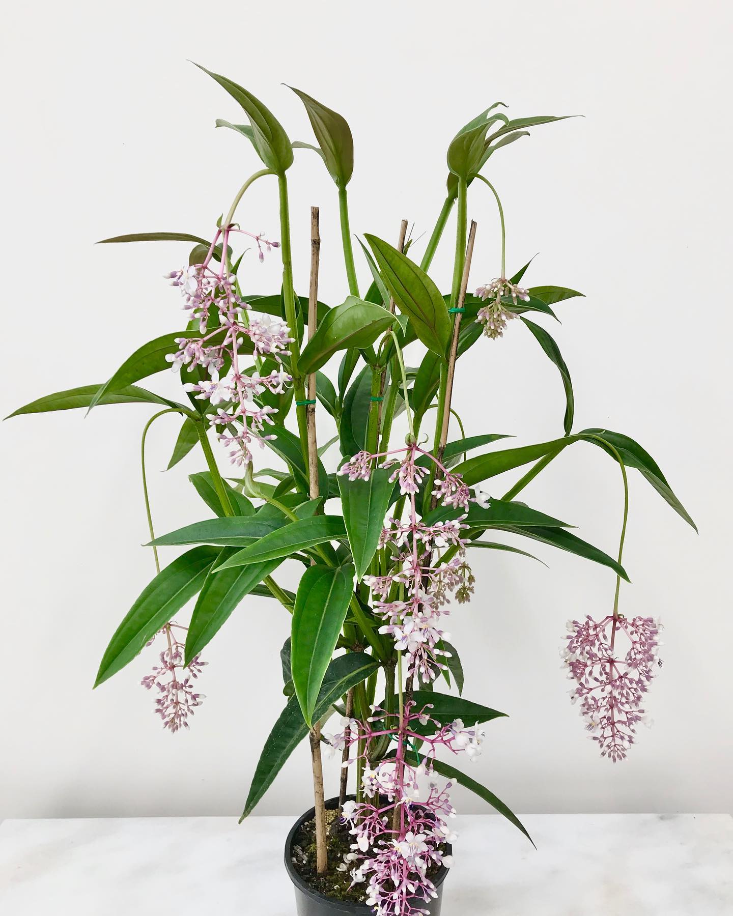 Medinilla x alata Giant Chandelier Plant (Medinilla dolichophylla) - Ladybird Nursery