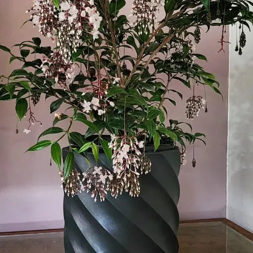 Medinilla x alata Giant Chandelier Plant (Medinilla dolichophylla) - Ladybird Nursery