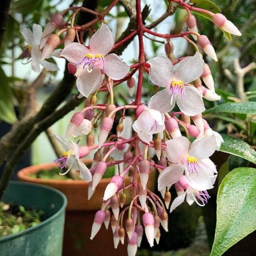 Medinilla x alata Giant Chandelier Plant (Medinilla dolichophylla) - Ladybird Nursery