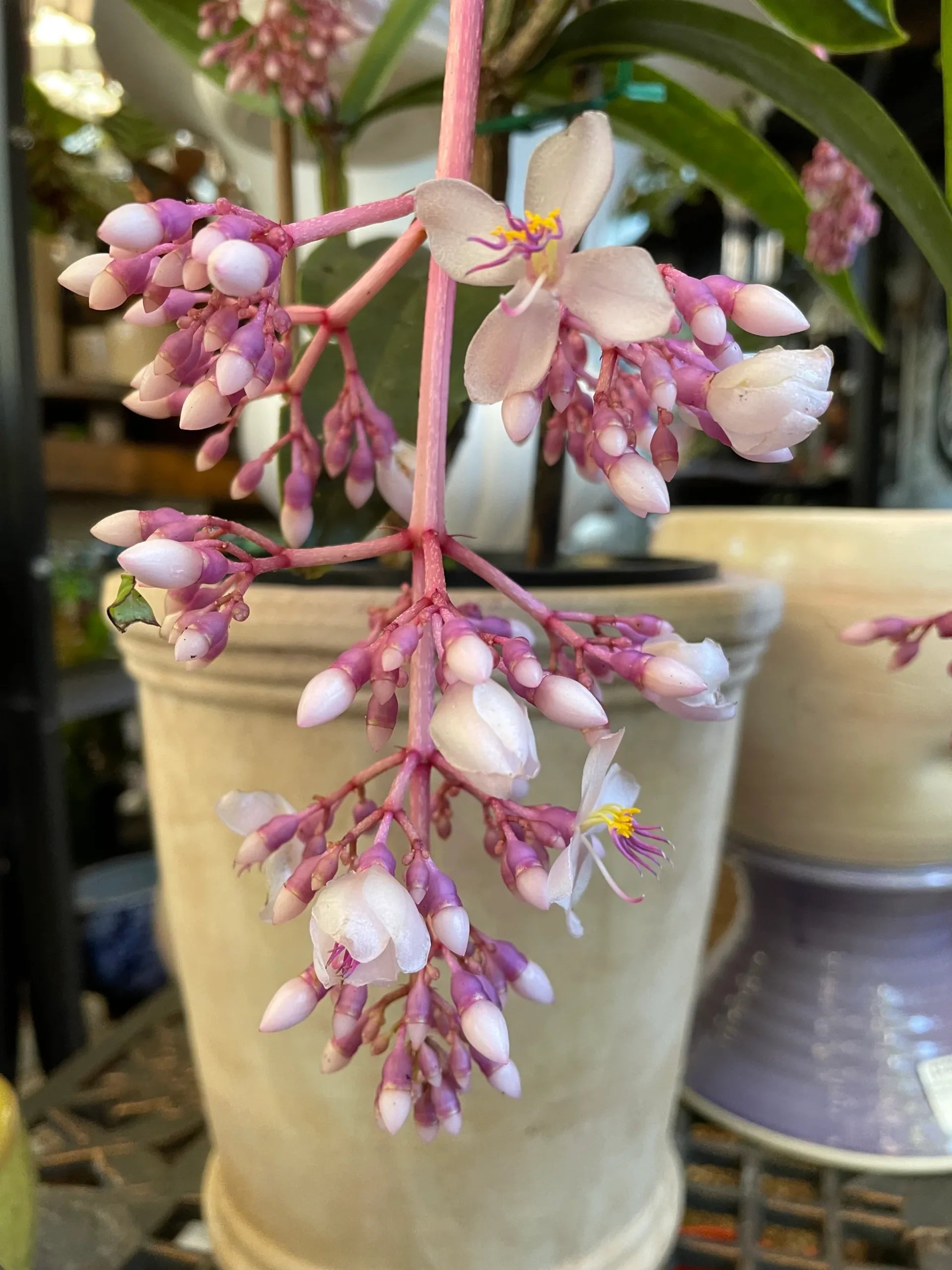 Medinilla x alata Giant Chandelier Plant (Medinilla dolichophylla) - Ladybird Nursery