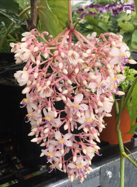 Medinilla x alata Giant Chandelier Plant (Medinilla dolichophylla)