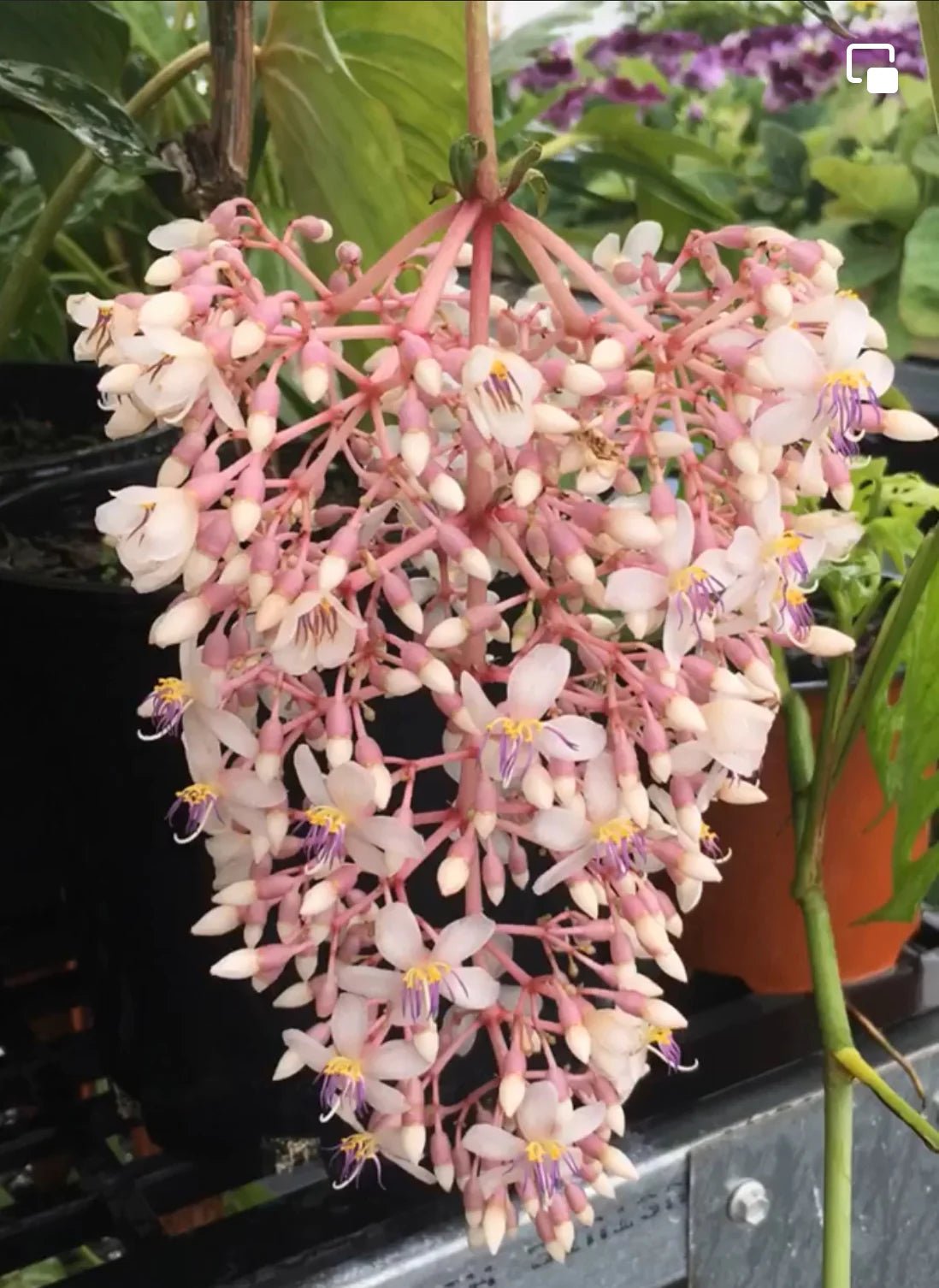 Medinilla x alata Giant Chandelier Plant (Medinilla dolichophylla) - Ladybird Nursery