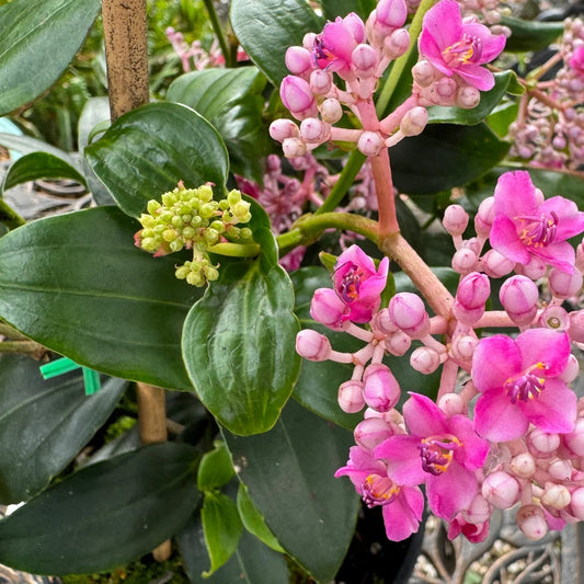 Medinilla 'Pixie' (Medinilla Myriantha) - Large - Ladybird Nursery