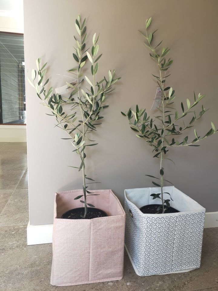 Mediterranean Olive Tree - Ladybird Nursery