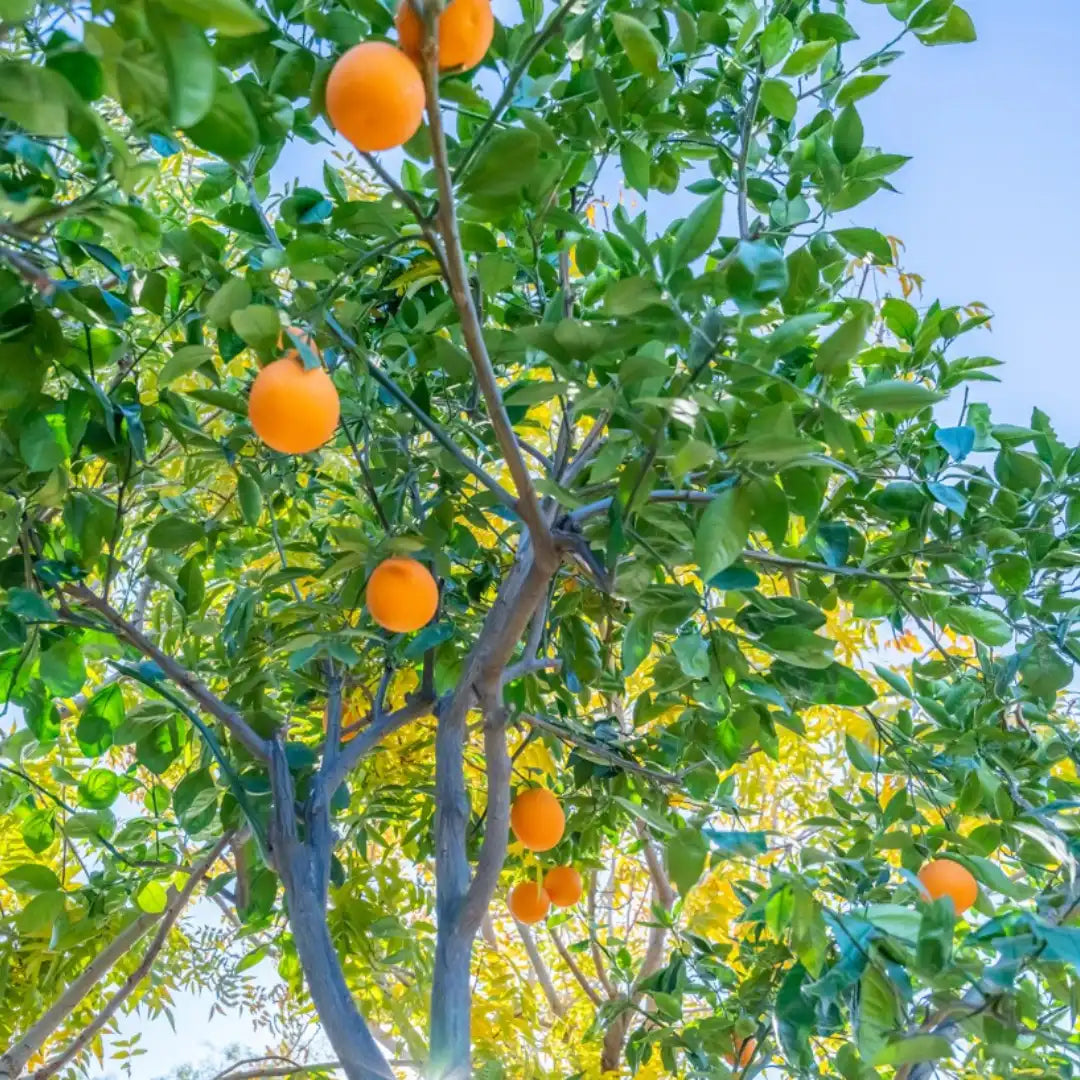 Mediterranean 'Sweet Orange' (QLD Only)