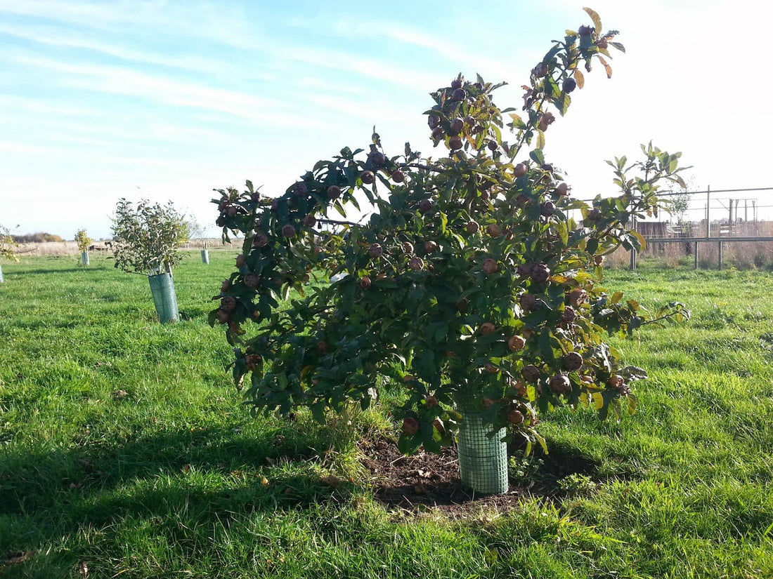 Medlar Dutch - Ladybird Nursery