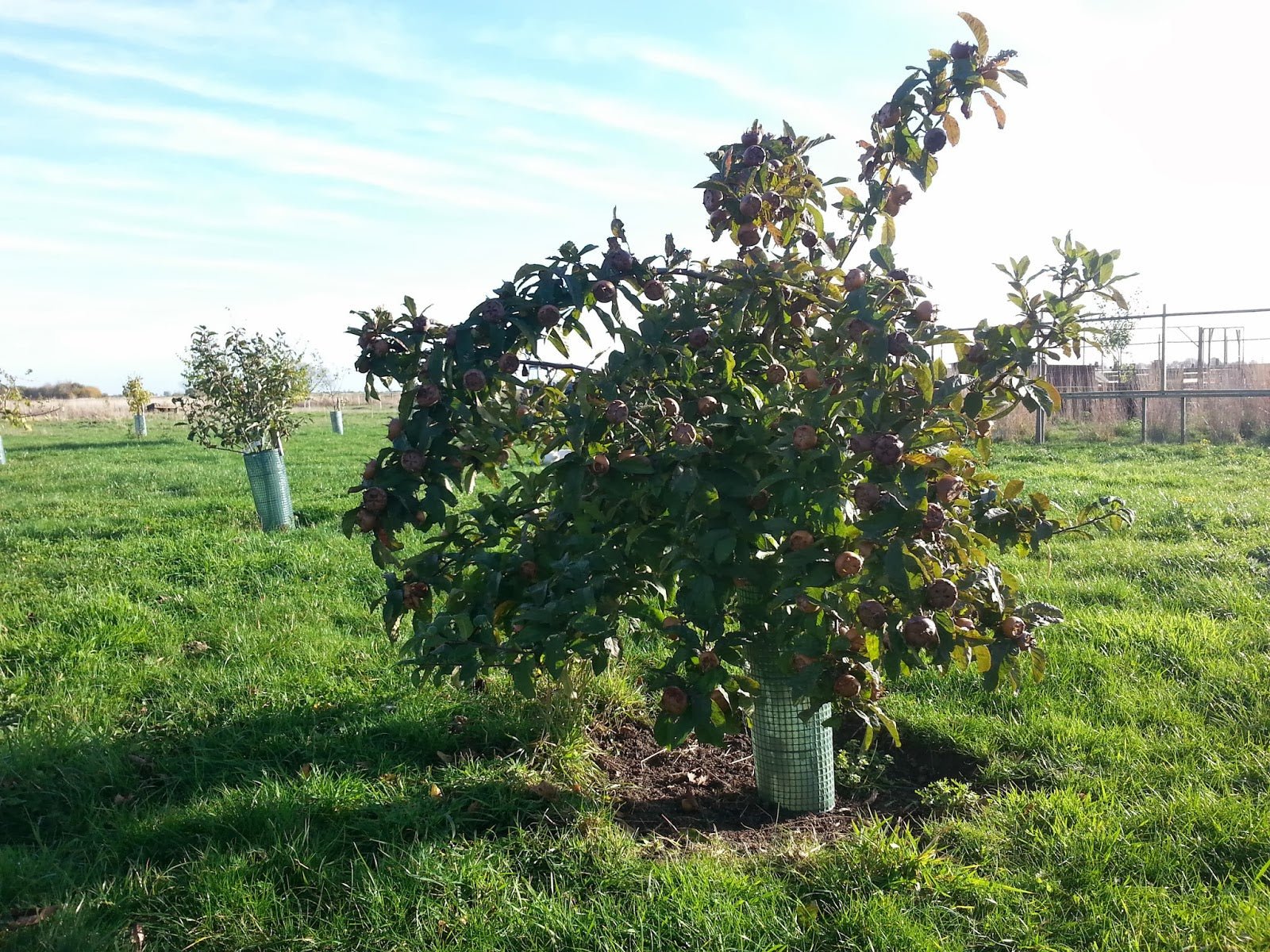 Medlar Dutch - Ladybird Nursery