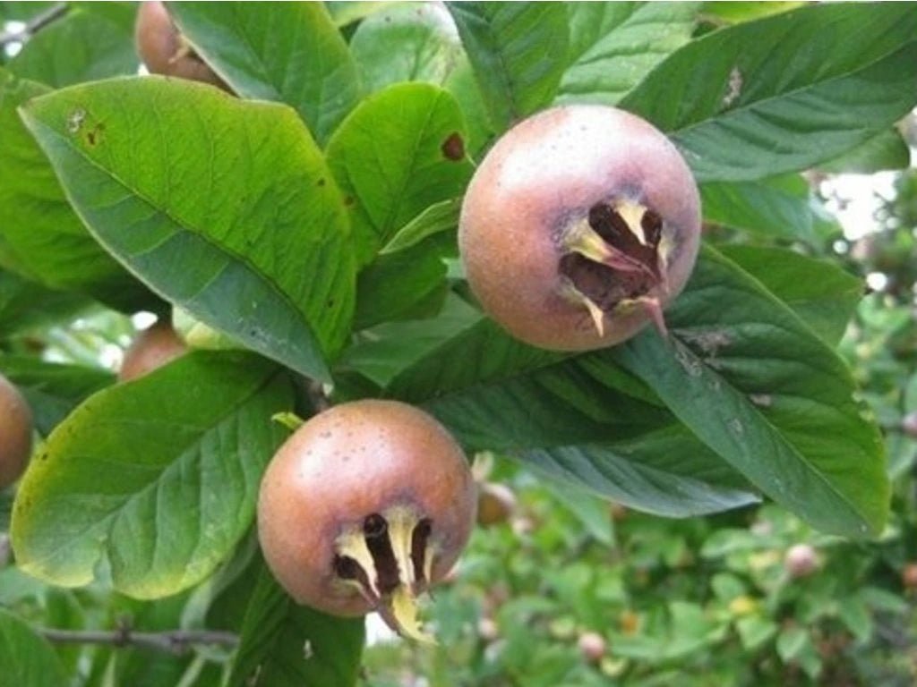 Medlar Dutch - Ladybird Nursery