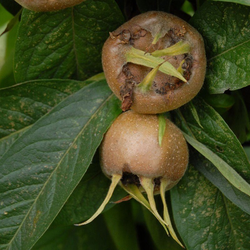 Medlar Nottingham - Ladybird Nursery
