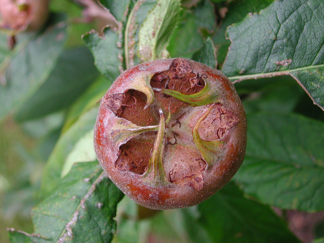 Medlar Nottingham - Ladybird Nursery