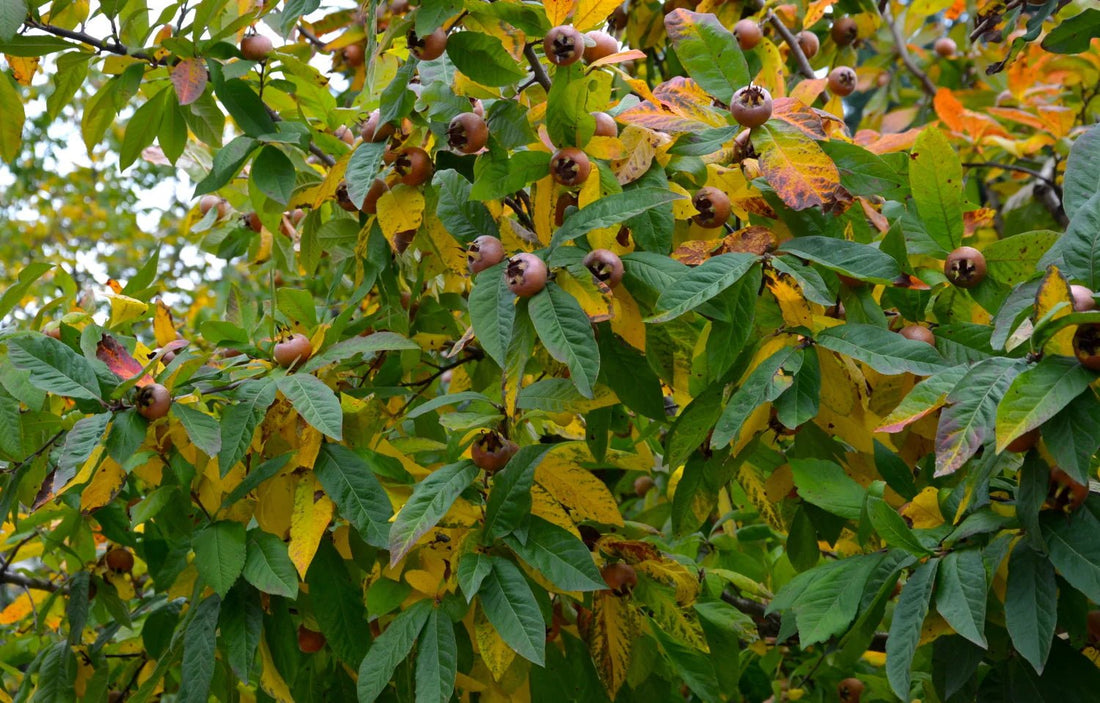 Medlar Nottingham - Ladybird Nursery