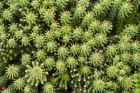 Medusa's Head (Euphorbia caput - medusae) - Ladybird Nursery