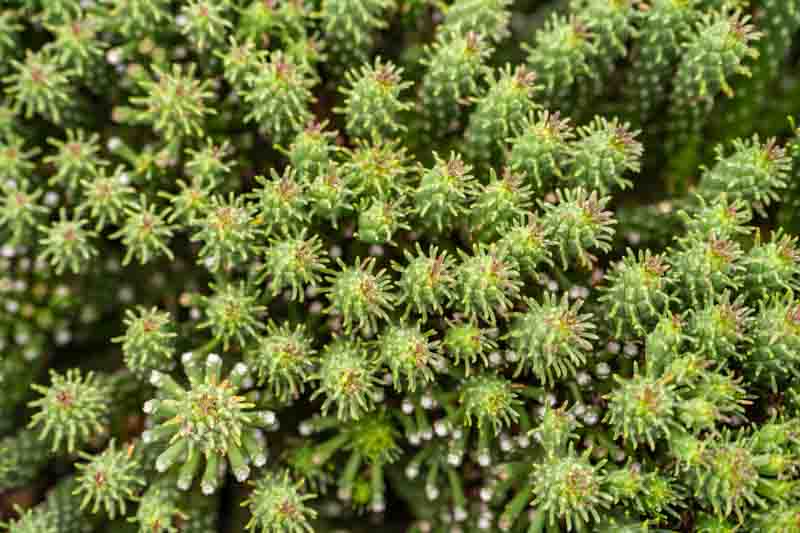 Medusa's Head (Euphorbia caput - medusae) - Ladybird Nursery