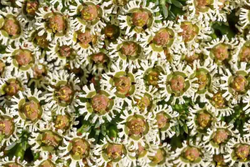 Medusa's Head (Euphorbia caput - medusae) - Ladybird Nursery