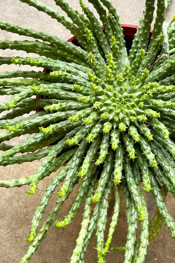Medusa's Head (Euphorbia caput - medusae) - Ladybird Nursery