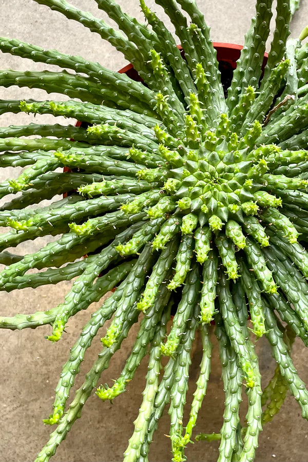 Medusa's Head (Euphorbia caput-medusae)