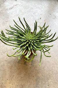 Medusa's Head (Euphorbia caput-medusae)