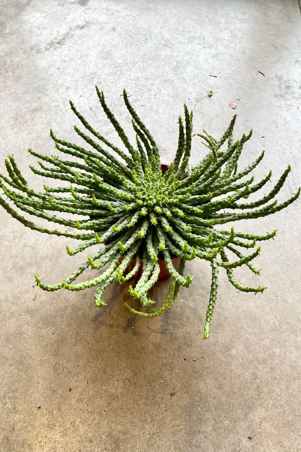Medusa's Head (Euphorbia caput - medusae) - Ladybird Nursery