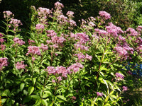 Megaleaf Boneset (Eupatorium megalophyllum)