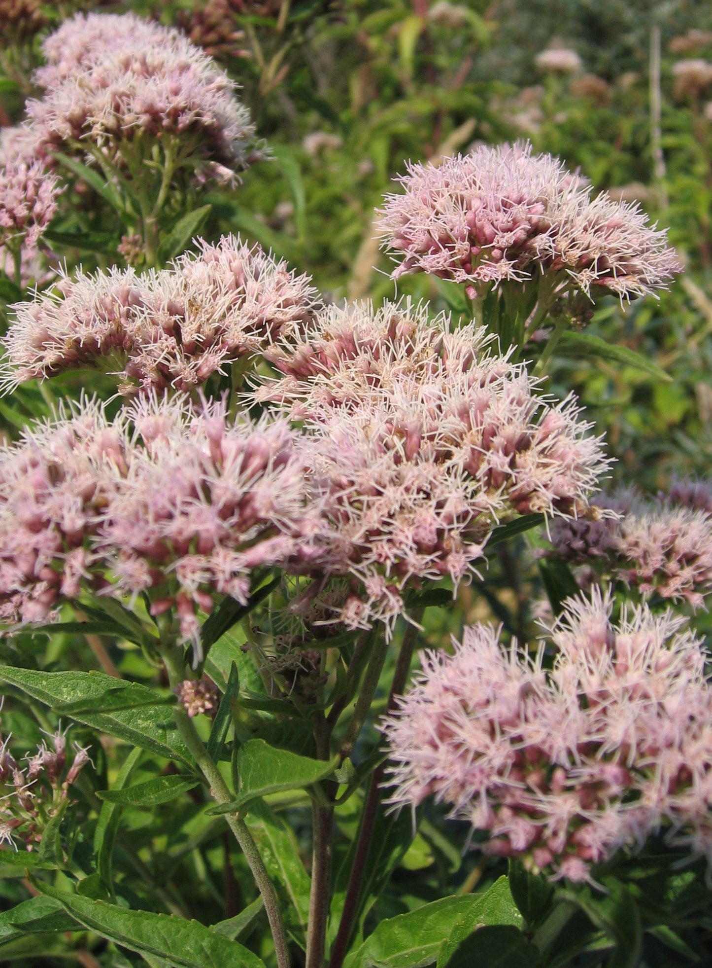 Megaleaf Boneset (Eupatorium megalophyllum)