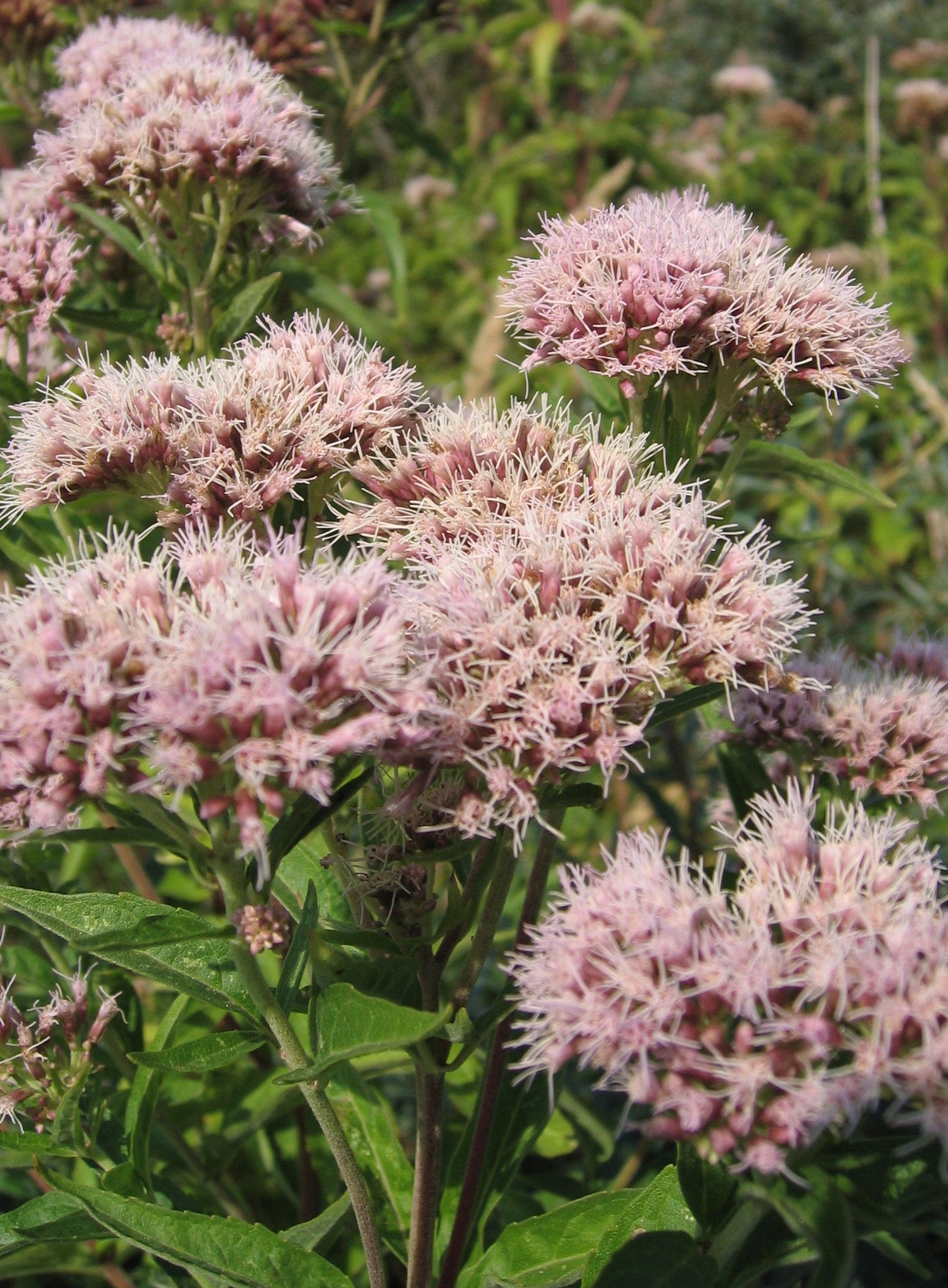 Megaleaf Boneset (Eupatorium megalophyllum)