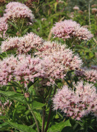 Megaleaf Boneset (Eupatorium megalophyllum) - Ladybird Nursery