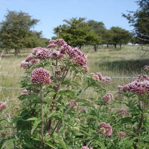 Megaleaf Boneset (Eupatorium megalophyllum)