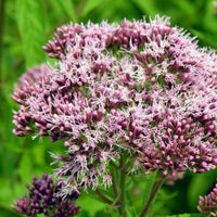 Megaleaf Boneset (Eupatorium megalophyllum)