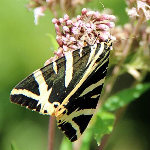 Megaleaf Boneset (Eupatorium megalophyllum)